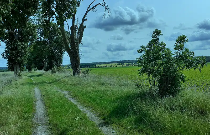 Friedländer-Wiese